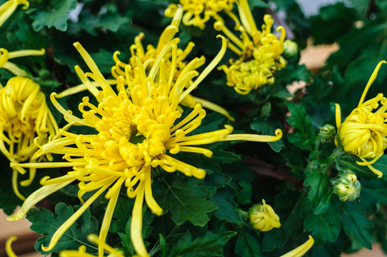 菊花