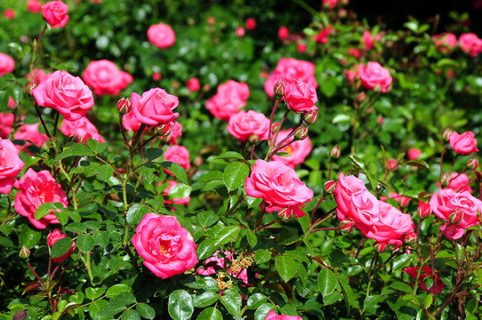 薔薇