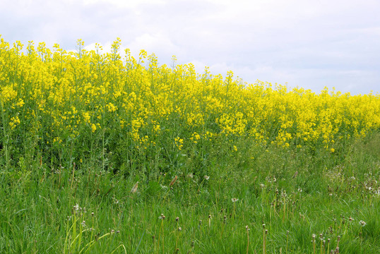 開花