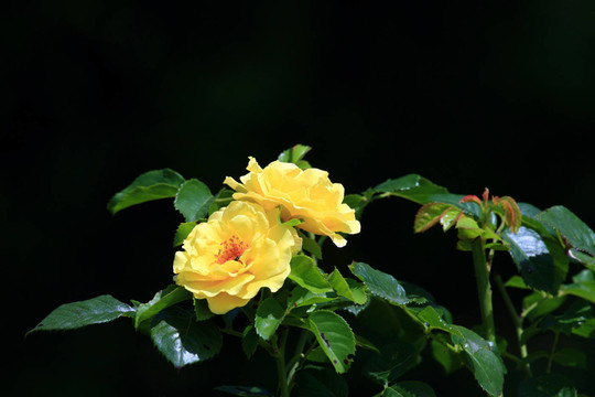 rosenblüTE