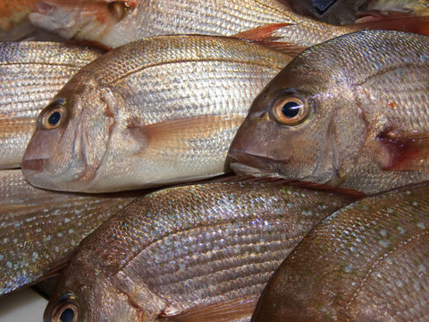 魚
