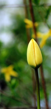 郁金香花蕾