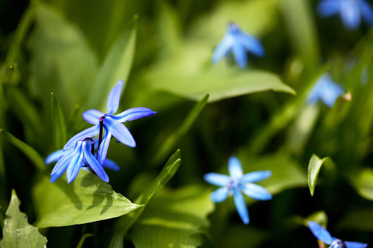 藍(lán)色的花