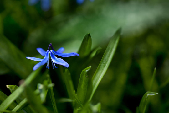 藍色的花