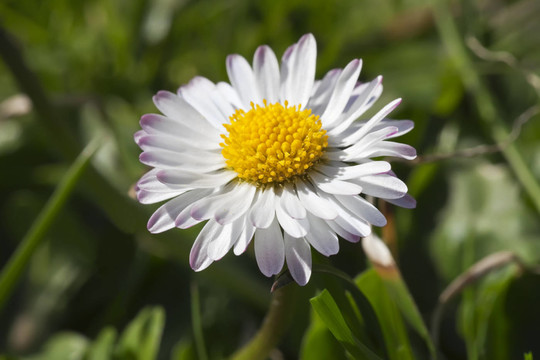雛菊