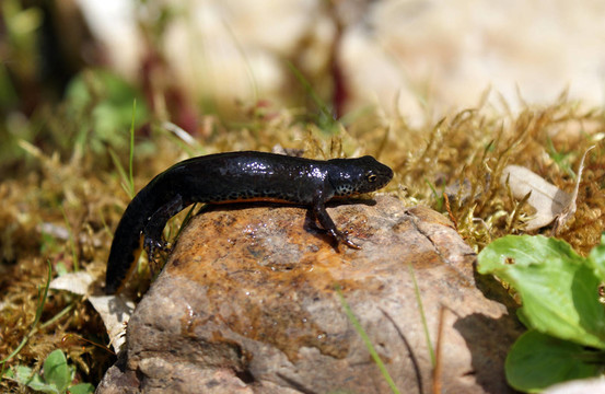 bergmolch ichthyosaura alpestris