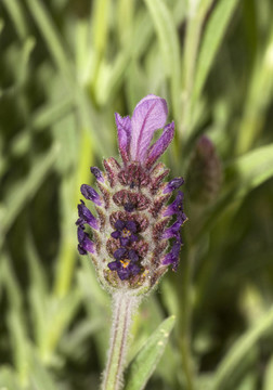 lavendelblüTE