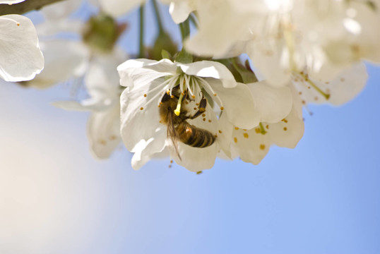 蜜蜂在kirschbaumblüTE