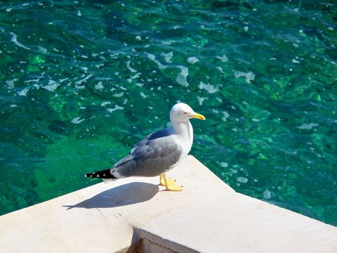 海鷗