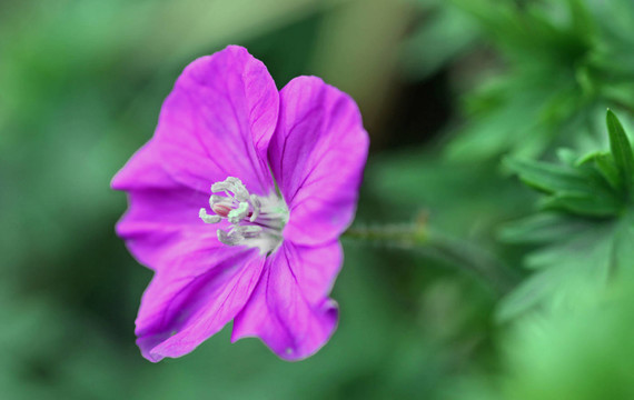 開花