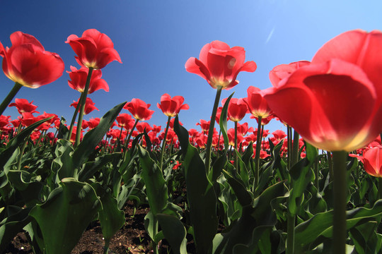 花園