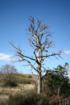 藍(lán)色
