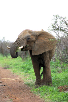 非洲象吃草