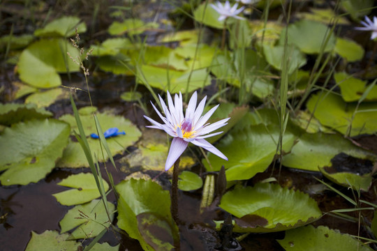 開(kāi)花