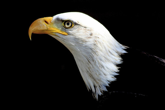 weisskopfseeadler