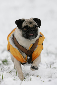 wintermops