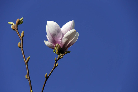 開花