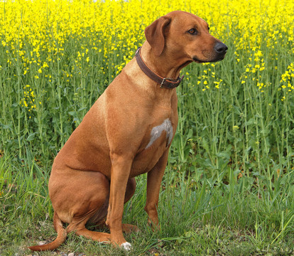 羅得西亞脊背犬