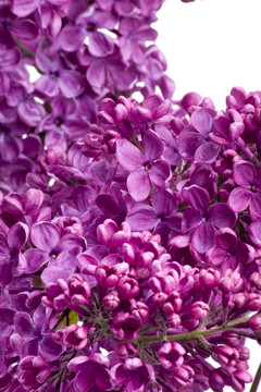 丁香花wd703