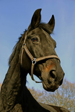 pferdeportrait