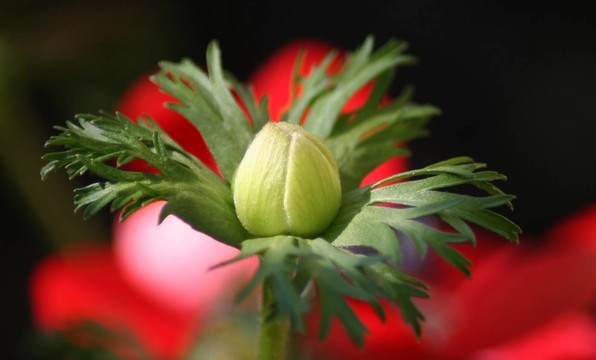 芽