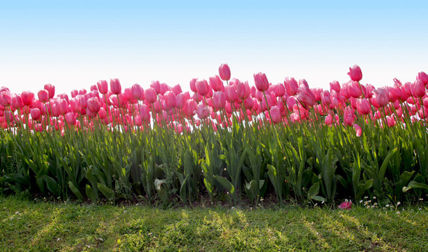 tulpenfeld