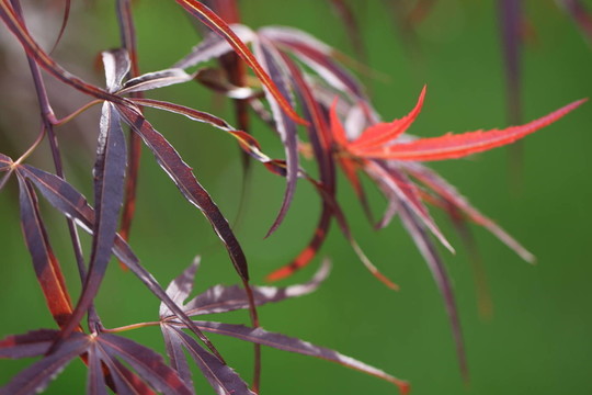 宏碁掌，紅日本大張旗鼓