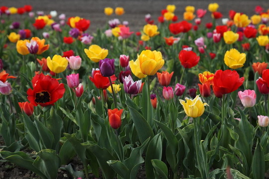 tulpenfeld