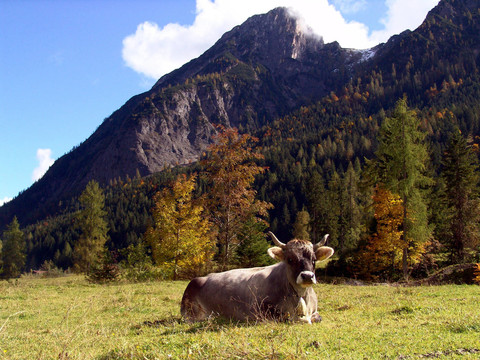 weidekuh