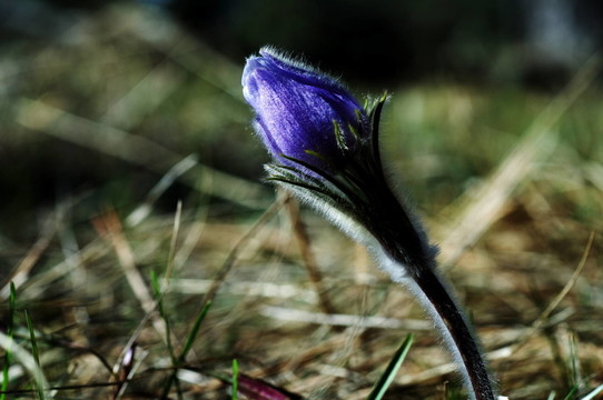 藍(lán)色的花
