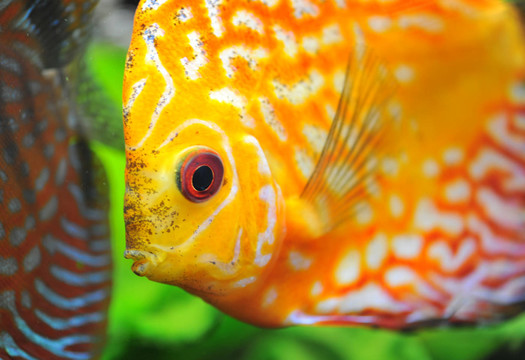 魚