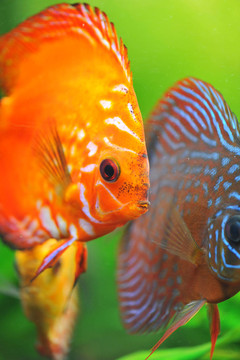 魚(yú)