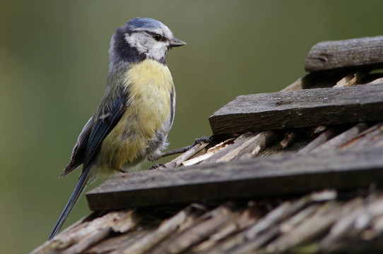 blaumeise，鳥舍，caeruleus