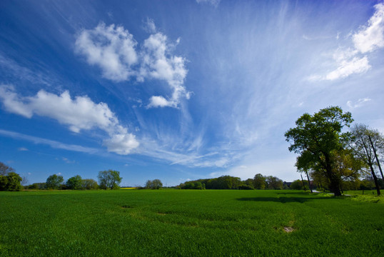草地，樹和藍(lán)天1