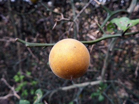 小香櫞