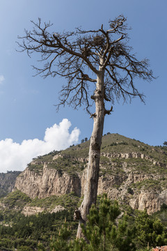 北岳恒山大樹