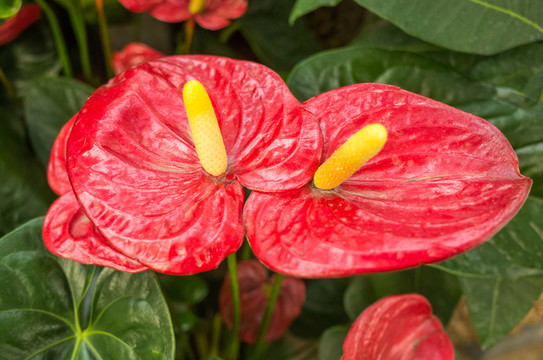紅掌花