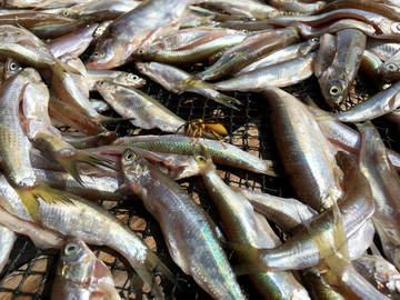 曬魚干