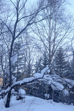 雪 雪鄉(xiāng) 東北 冬天 冰雪