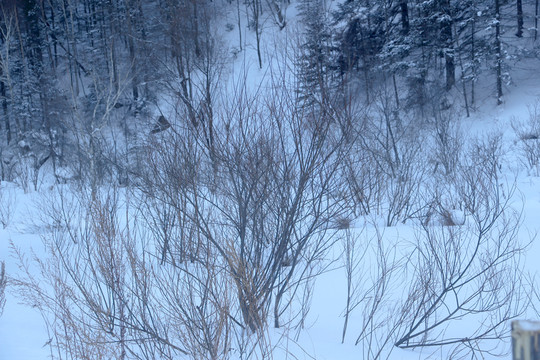 雪 雪鄉(xiāng) 東北 冬天 冰雪