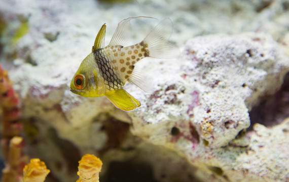 玫瑰魚
