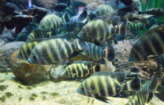 非洲十間魚