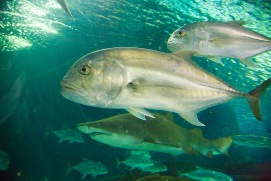 食人魚