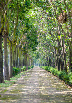 陽(yáng)光樹林小路