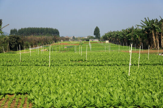 菜園子 菜田 菜籃子