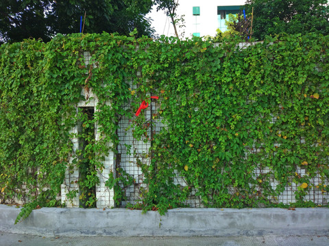 綠植墻
