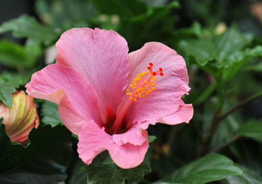 花卉