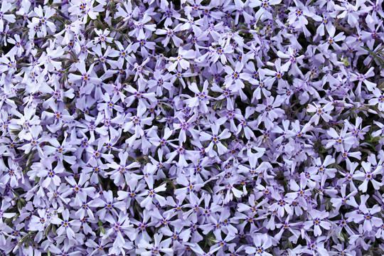 藍(lán)色的花