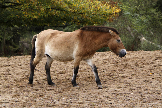 野生動物