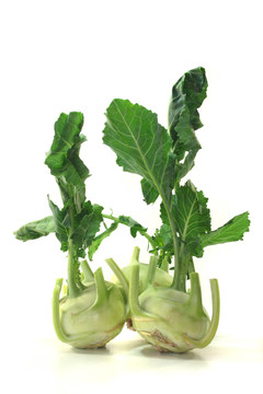 三大頭菜